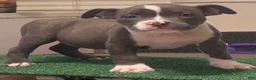 American Bully dogs for sale: American Bully 4 - Ad 1