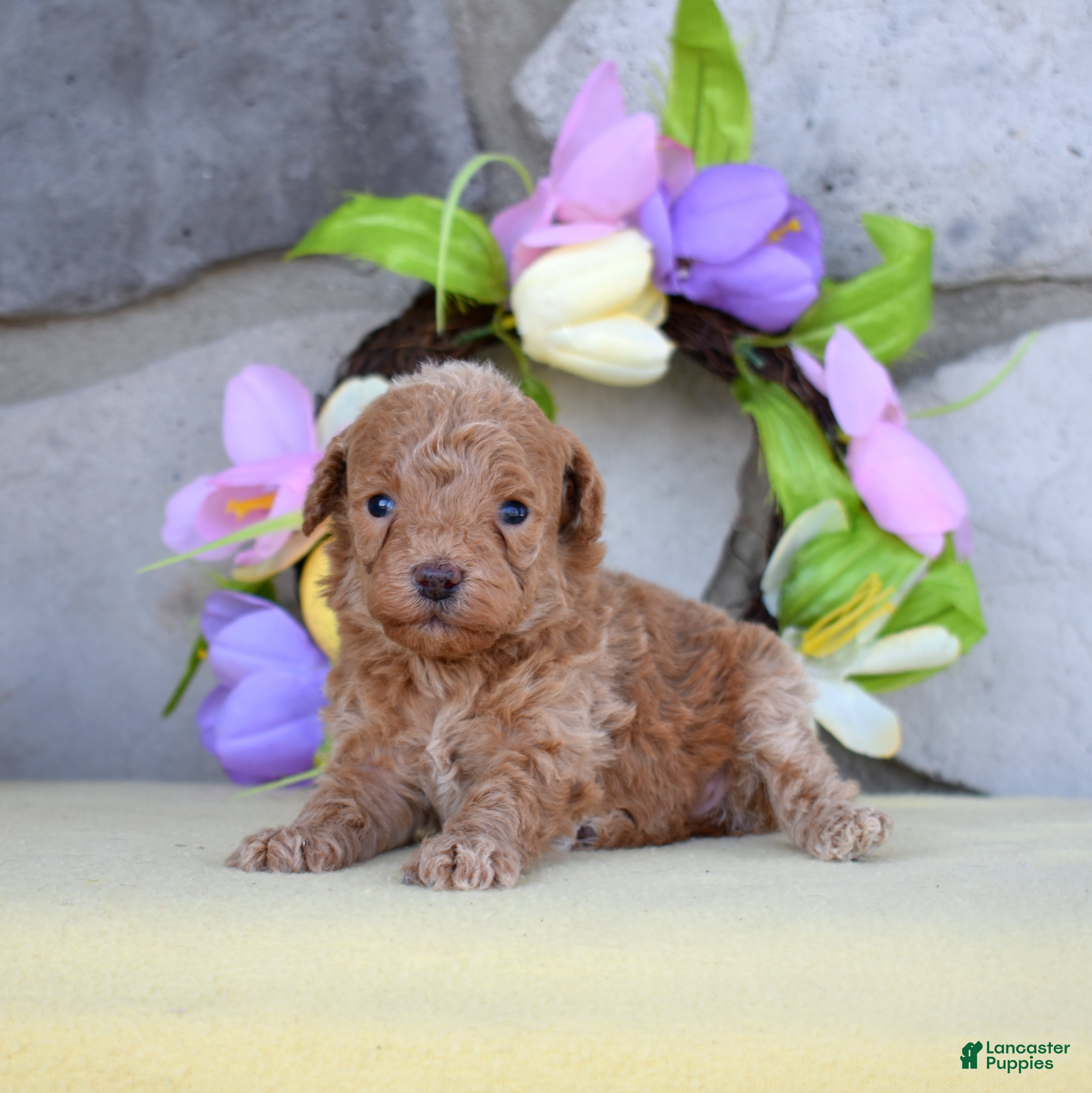 Miniature Poodle dogs Ruby - Ad 1
