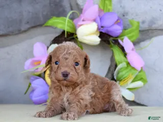 Miniature Poodle dogs for sale: Ruby - Ad 3