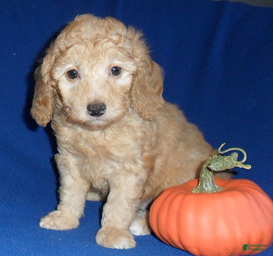 Miniature Poodle dogs for sale: Ollie - Ad 1