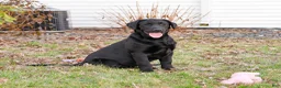 Labrador Retriever dogs for sale: Leah - Ad 3