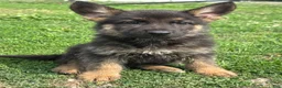 German Shepherd dogs for sale: Rosie - Ad 3