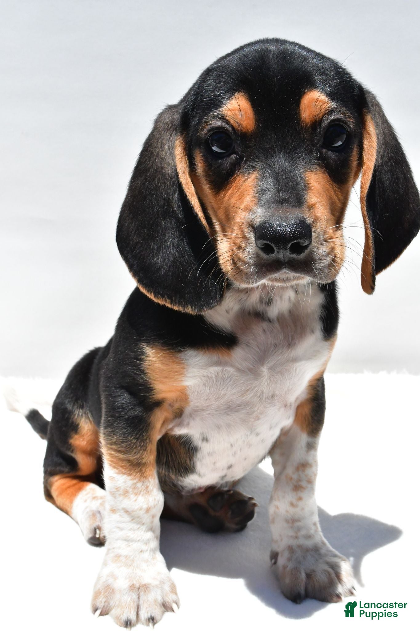 Beagle dogs Robert - Ad 1