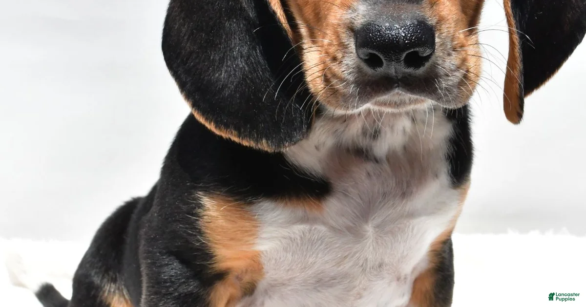 Beagle Puppies for sale in Shipshewana, Indiana | Lancaster Puppies Beagle Puppies for sale in Shipshewana, Indiana | Lancaster Puppies