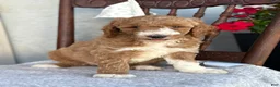 Goldendoodle dogs for sale: Coco - Ad 11