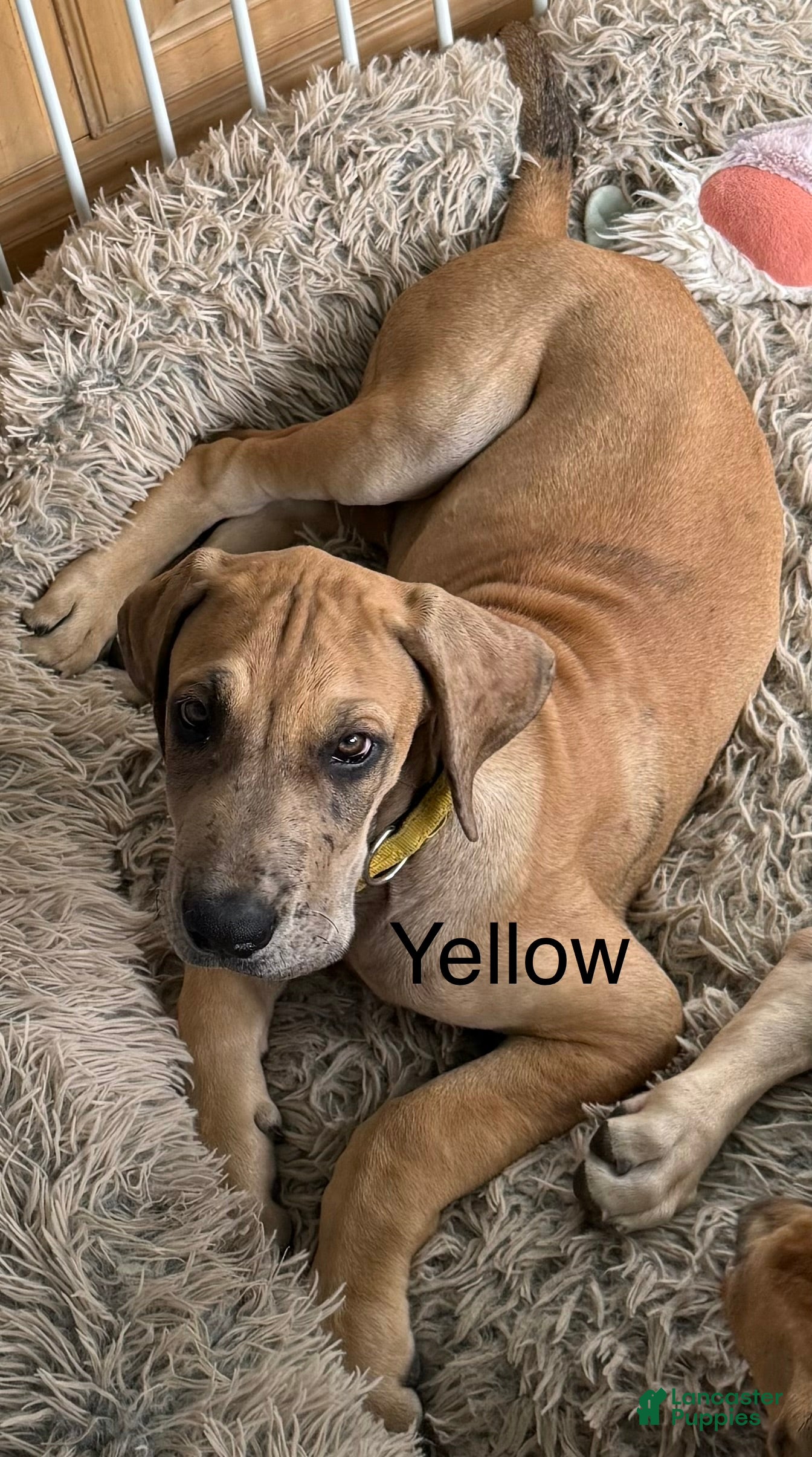 Great Dane dogs Yellow - Ad 32