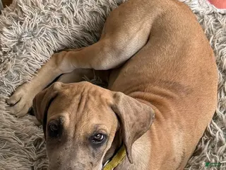 Great Dane dogs Yellow - Ad 7