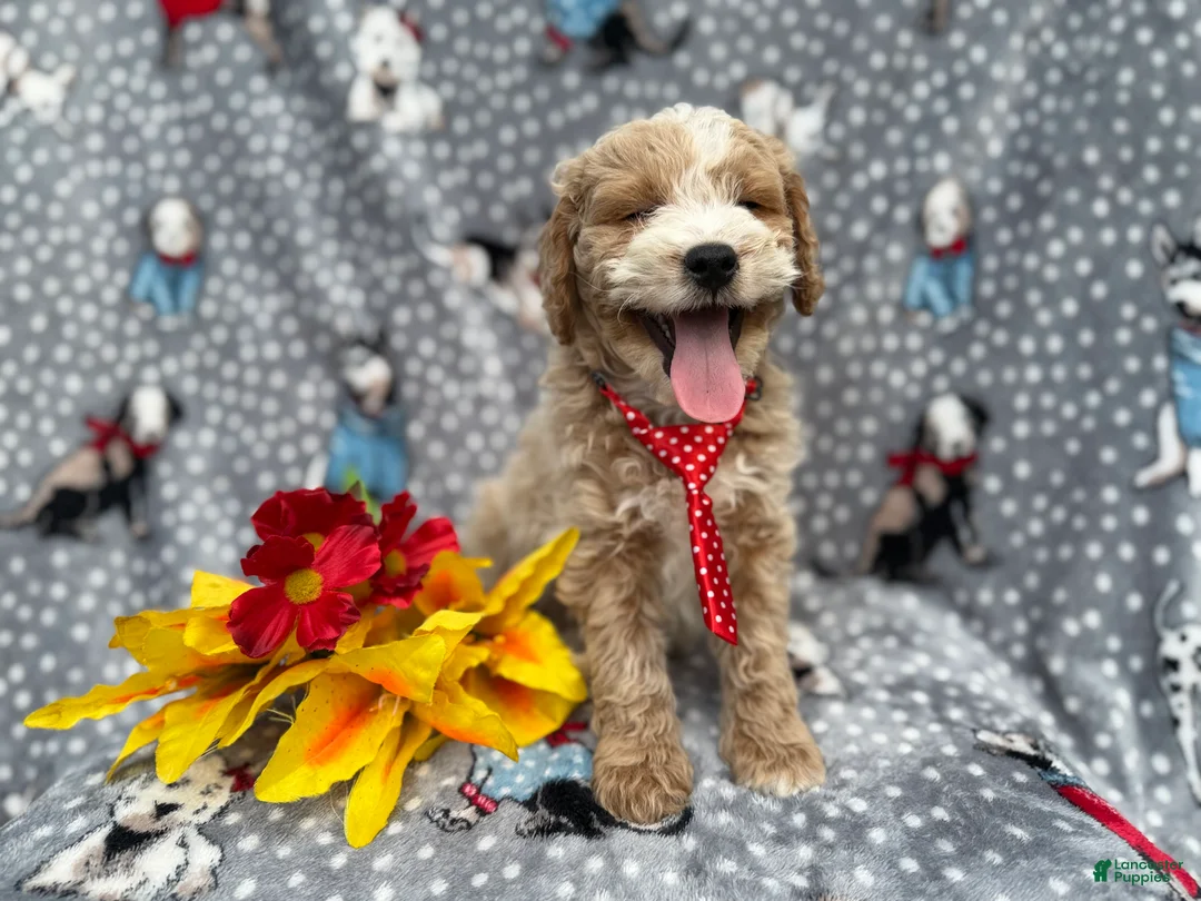 Cockapoo dogs for sale: Tate - Ad 1