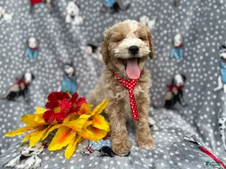 Cockapoo dogs Tate - Ad 9