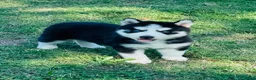 Siberian Husky dogs for sale: Maci - Ad 12