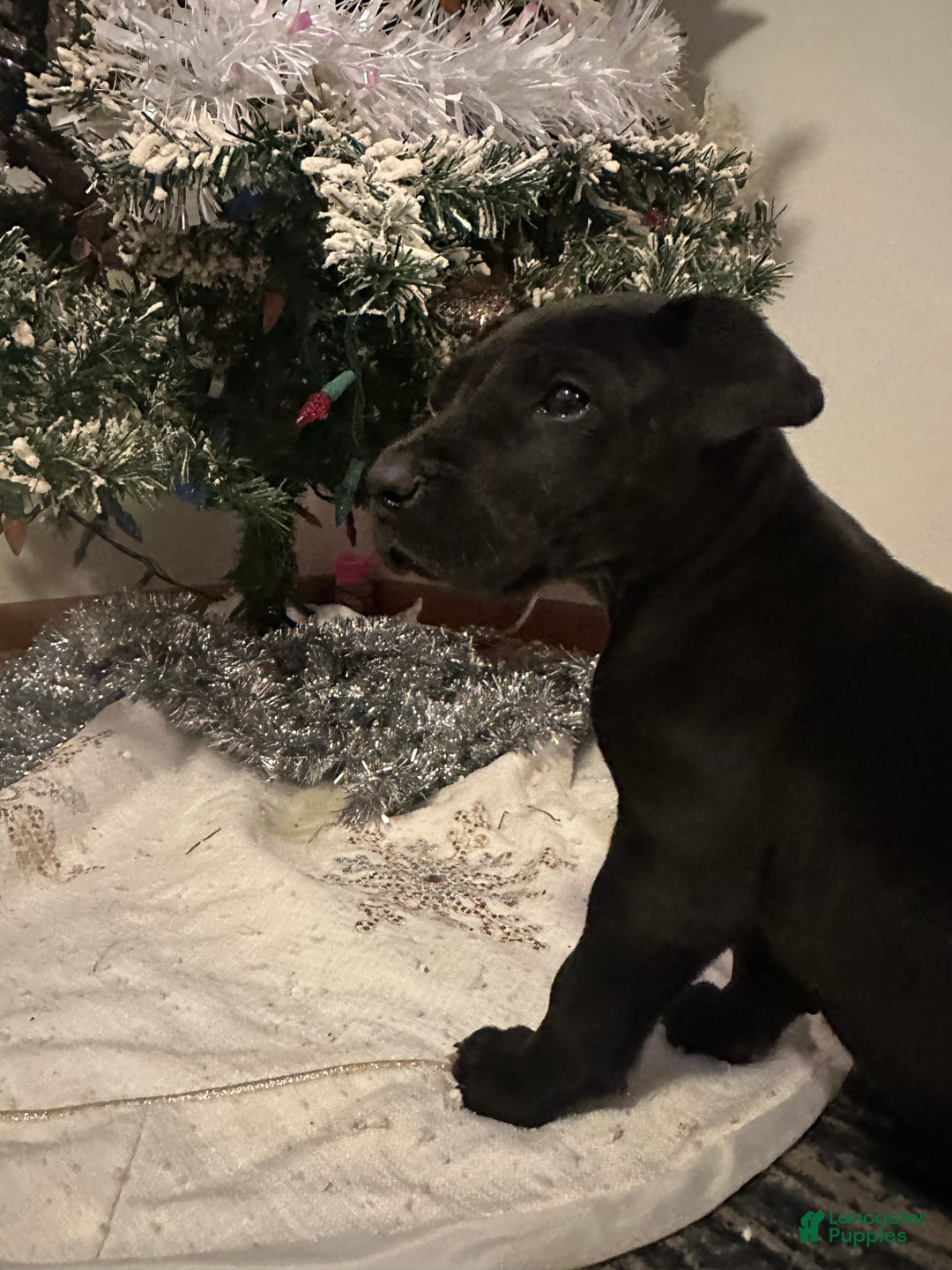 Great Dane dogs for sale: Great Dane Puppy 2 - Ad 6