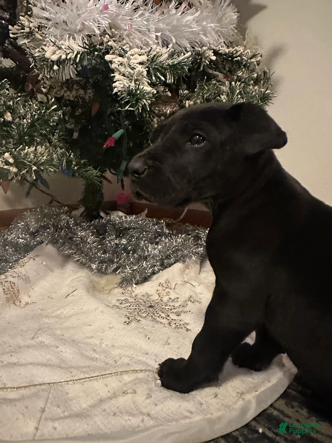 Great Dane dogs for sale: Great Dane Puppy 2 - Ad 6