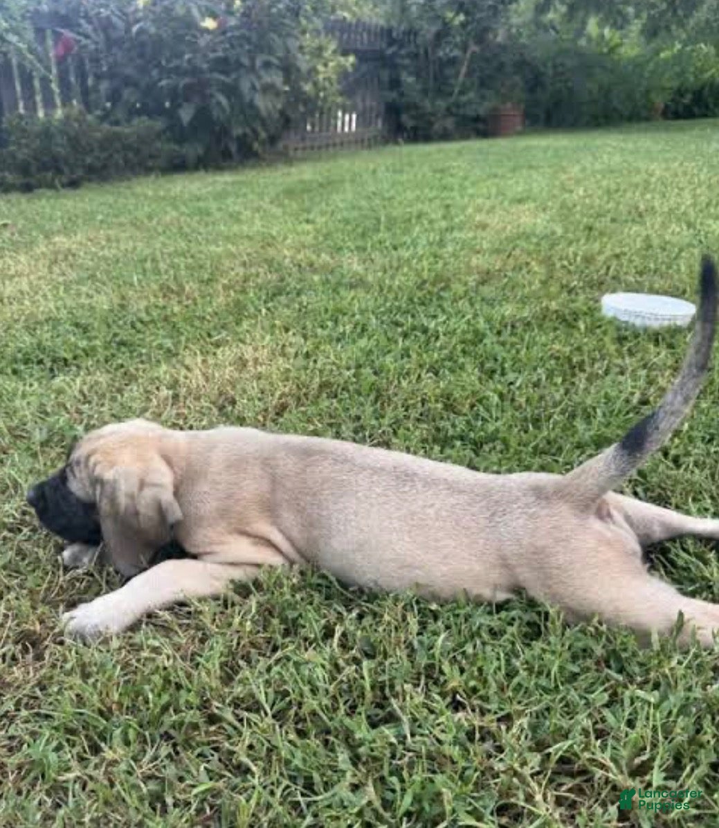 English Mastiff dogs for sale: English Mastiff 2 - Ad 1
