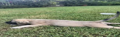 English Mastiff 2