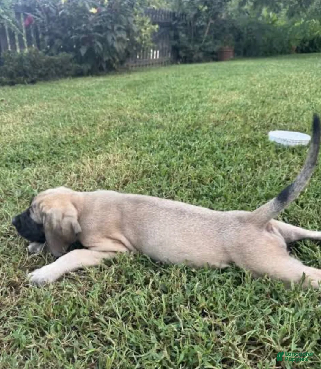English Mastiff dogs for sale: English Mastiff 2 - Ad 1