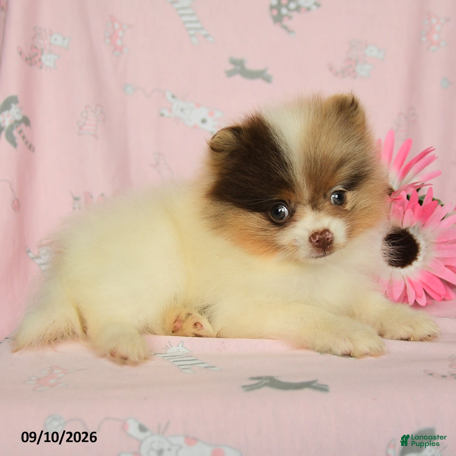 Pomeranian dogs Hazel - Ad 2