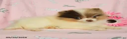 Pomeranian dogs for sale: Hazel - Ad 2