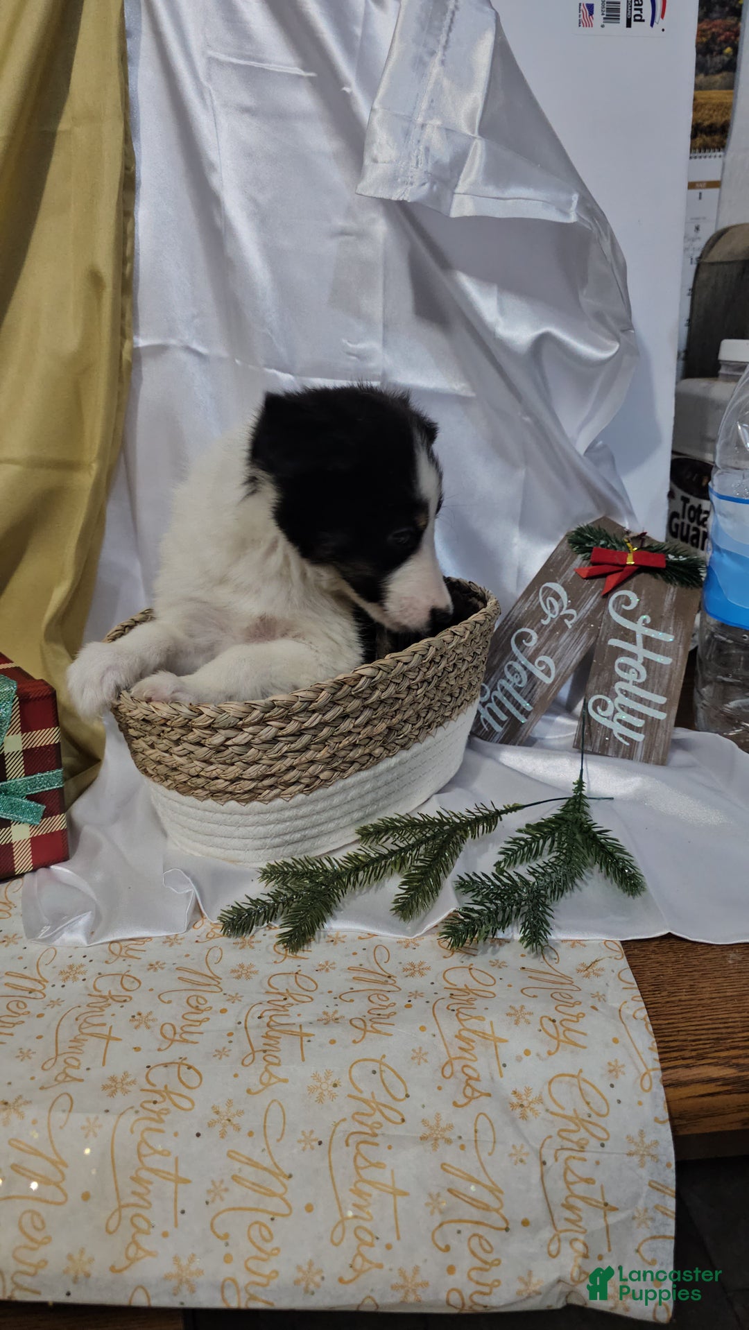 Shetland Sheepdog dogs for sale: Frosty - Ad 8