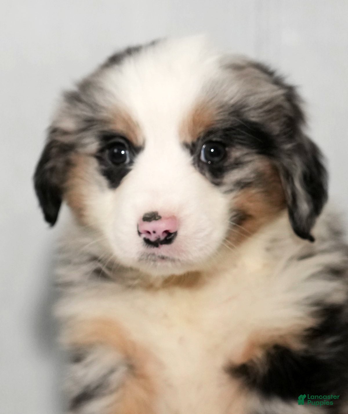 Miniature Australian Shepherd dogs Daisy - Ad 39