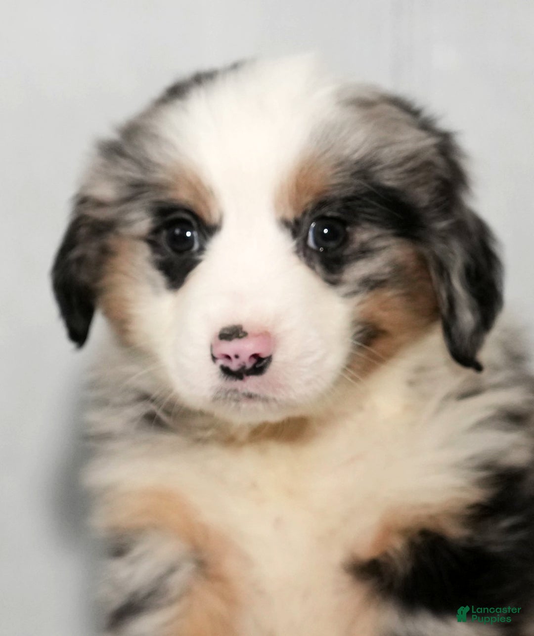 Miniature Australian Shepherd dogs for sale: Daisy - Ad 1