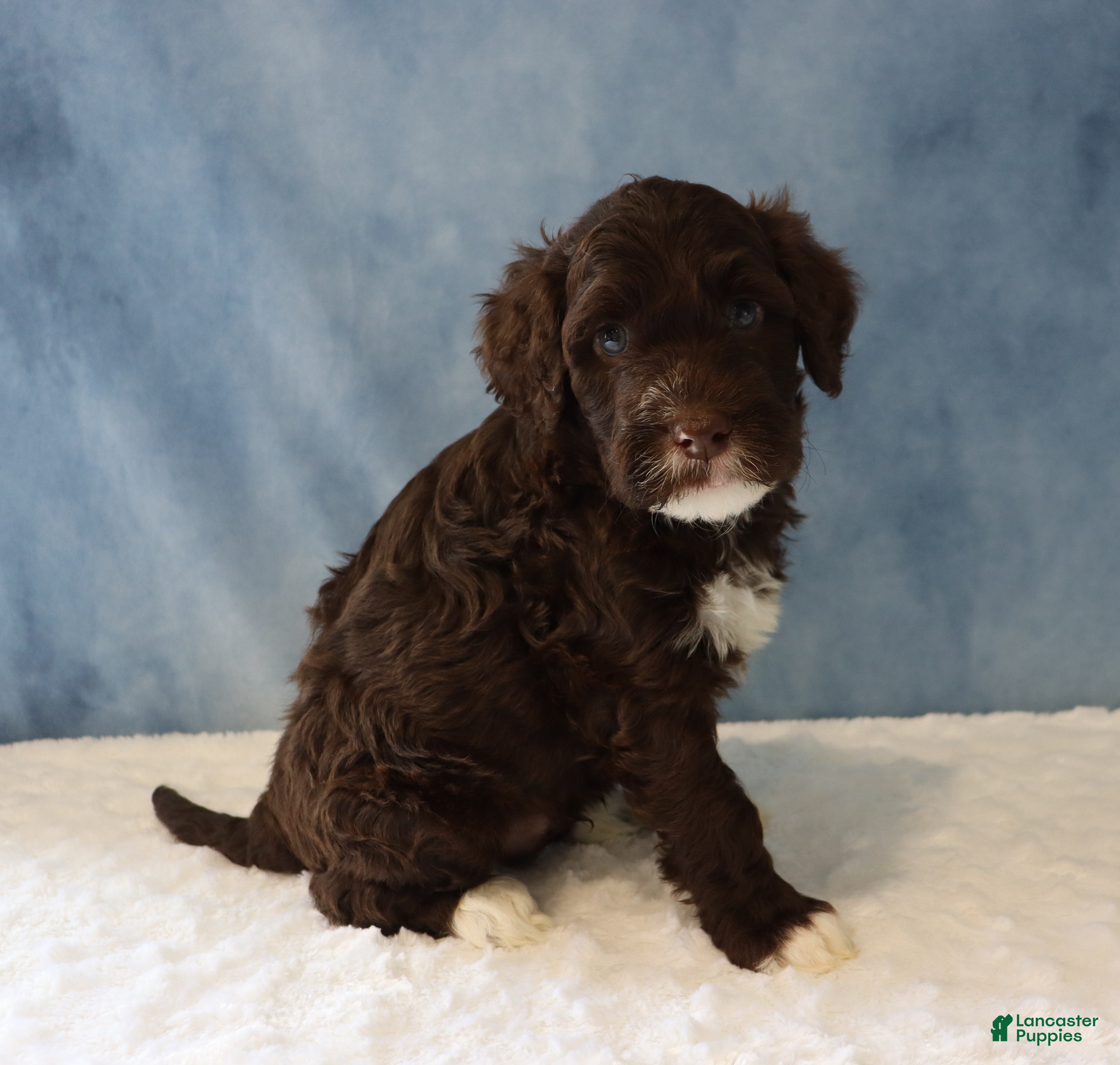 Portuguese Water Dog dogs Sawyer - Ad 2
