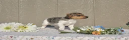 Jack Russell Terrier dogs for sale: Blossom - Ad 2