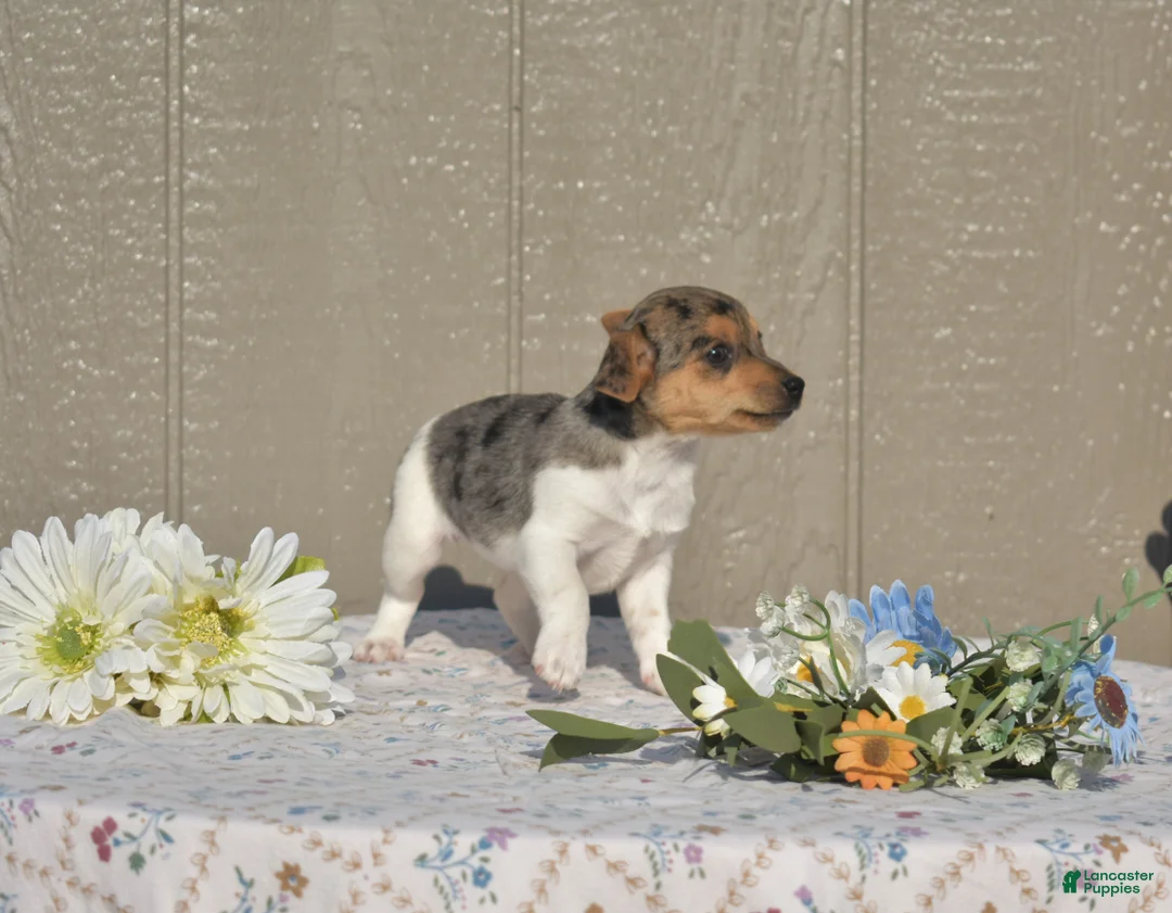 Jack Russell Terrier dogs for sale: Blossom - Ad 2