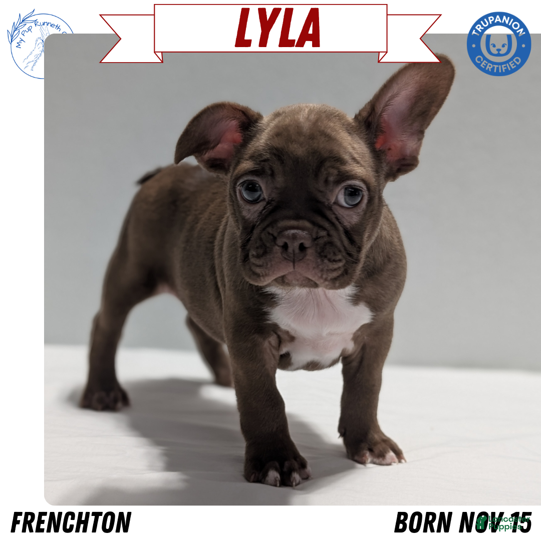 Frenchton dogs Lyla  - Ad 6