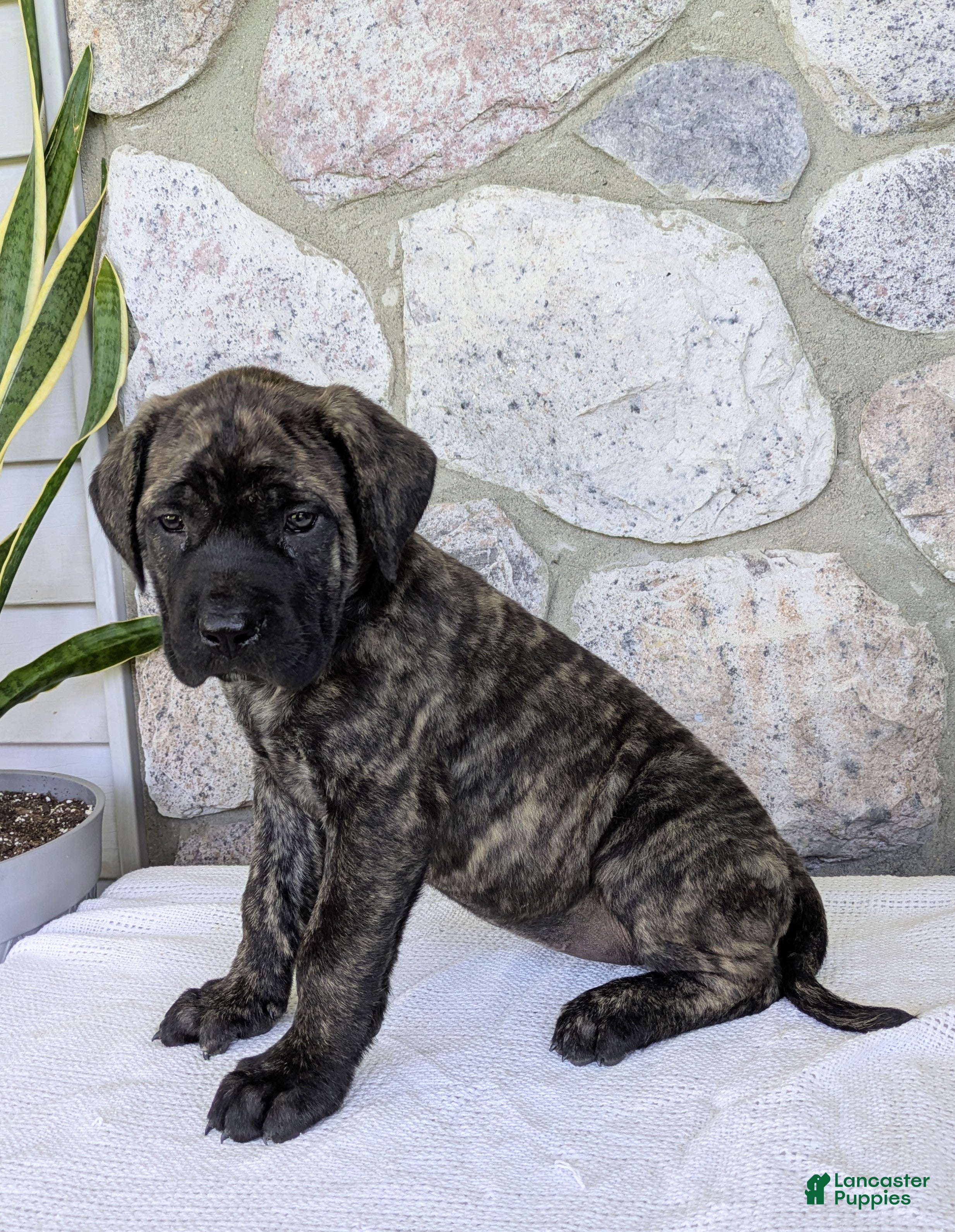 English Mastiff dogs for sale: Ashlee  - Ad 3