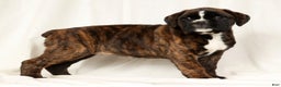 Boxer dogs for sale: Bree - Ad 4