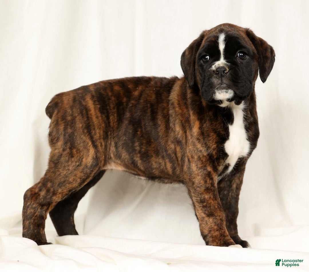 Boxer dogs for sale: Bree - Ad 4