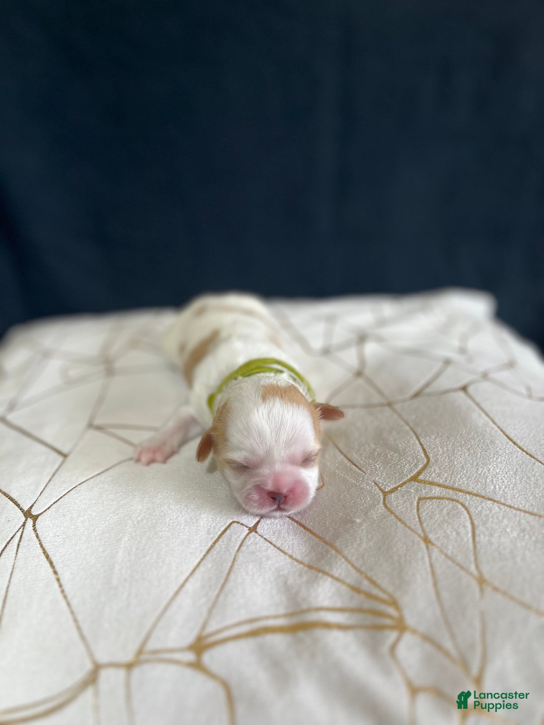 Shih Tzu dogs for sale: Daisy - Ad 7