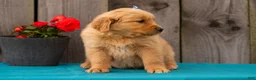 Golden Retriever dogs for sale: Tasha - Ad 6