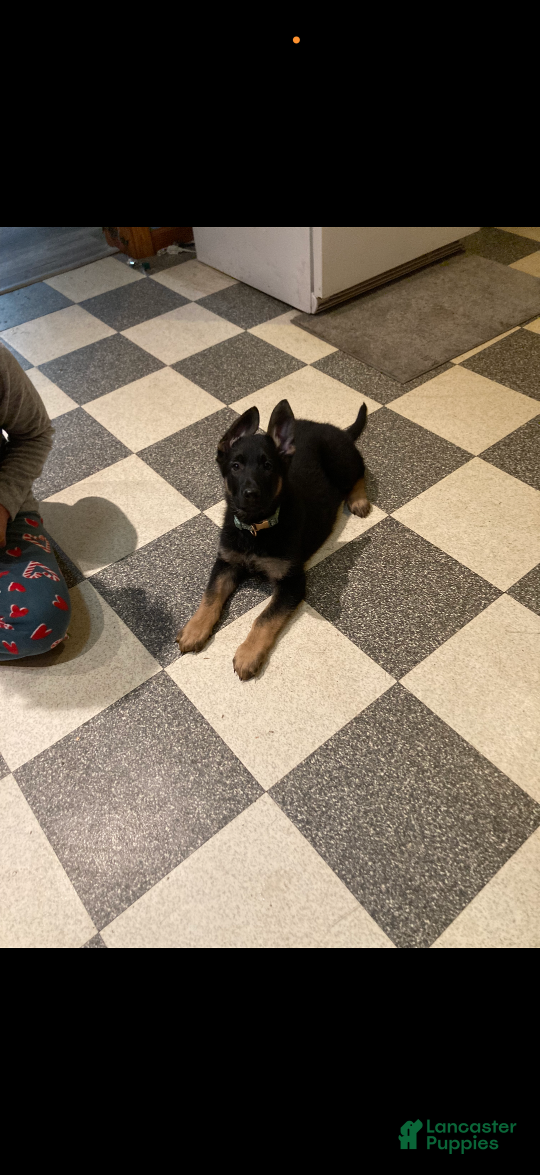 German Shepherd dogs for sale: Bella - Ad 4
