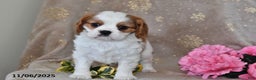 Cavalier King Charles Spaniel dogs for sale: Charlie - Ad 9