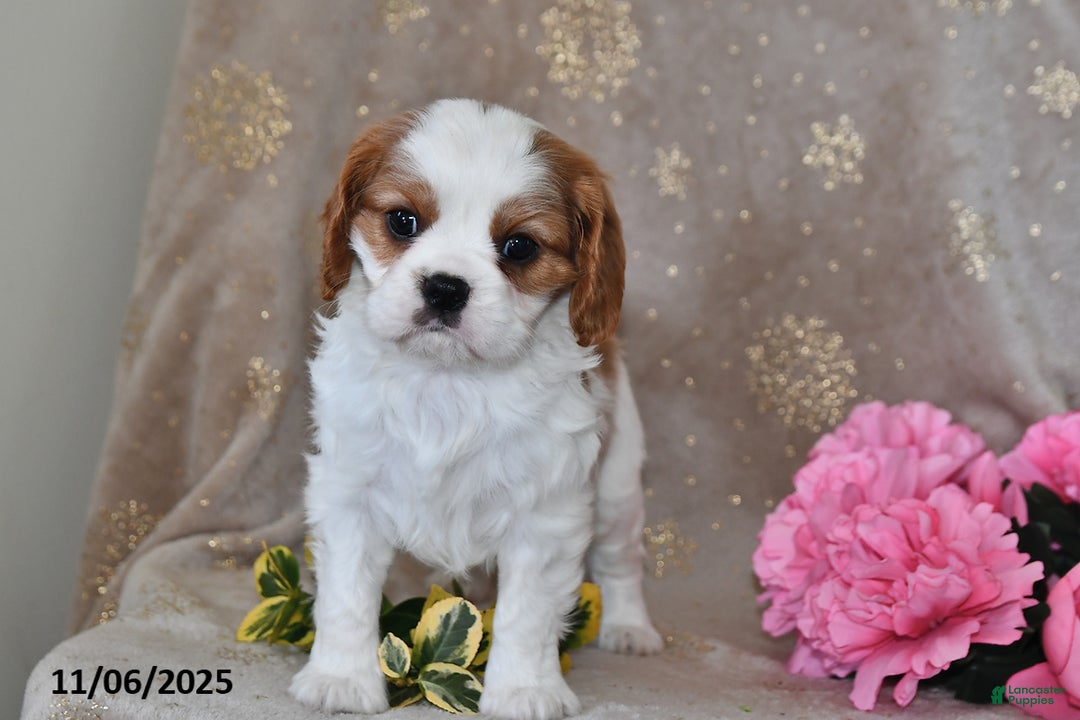 Cavalier King Charles Spaniel dogs for sale: Charlie - Ad 9