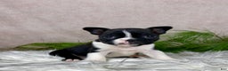 Boston Terrier dogs for sale: Miss Chloe  - Ad 5