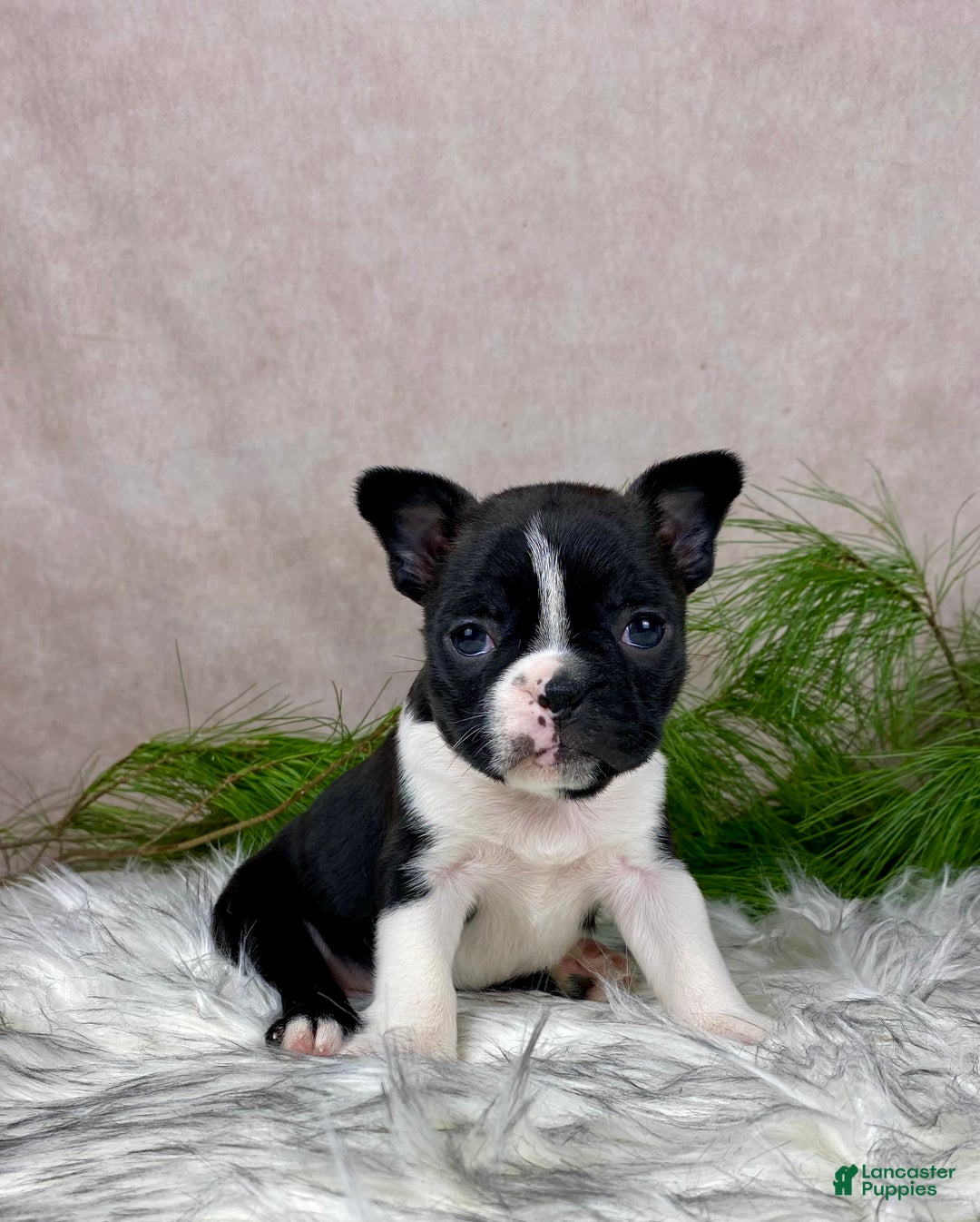 Boston Terrier dogs for sale: Miss Chloe  - Ad 5
