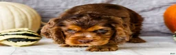 Cocker Spaniel dogs for sale: Polly - Ad 7