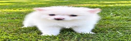 Pomeranian dogs for sale: Pomeranian  - Ad 6