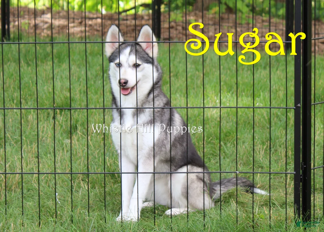 Pomsky dogs for sale: Jewel - Ad 5