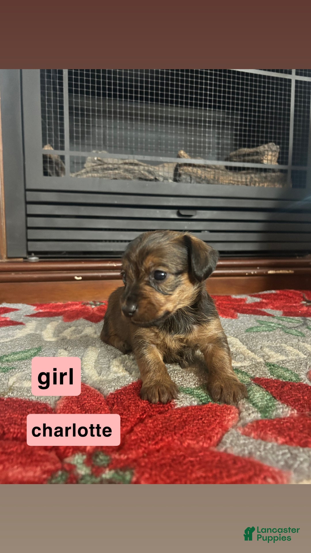 Mixed Breed dogs for sale: Charlotte  - Ad 1