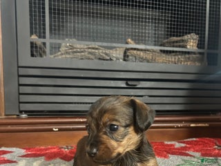 Mixed Breed dogs for sale: Charlotte - Ad 3
