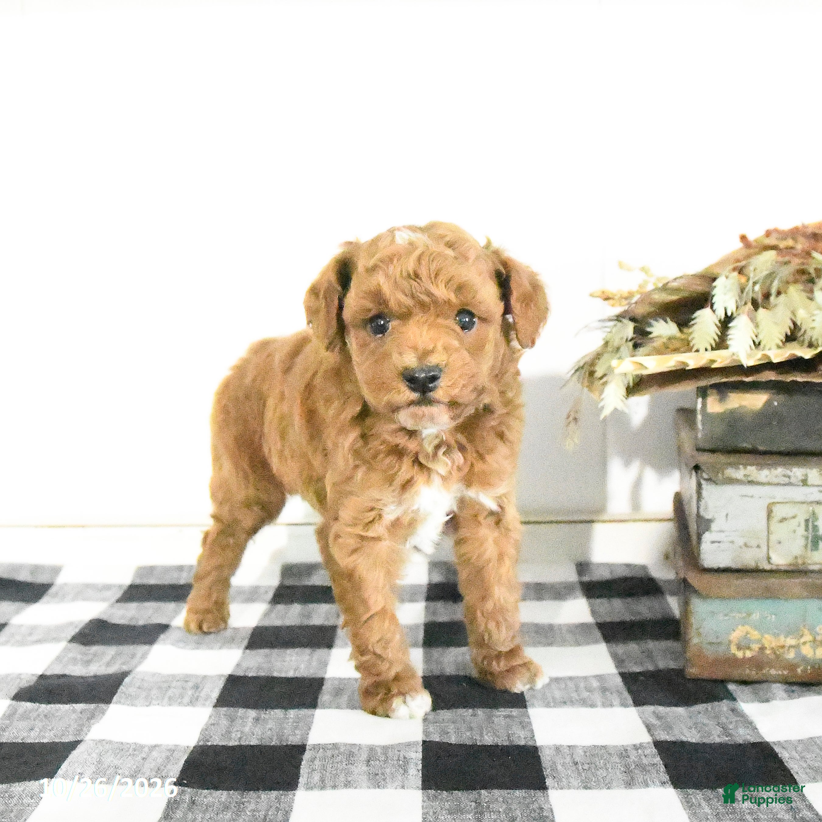 Toy Poodle dogs for sale: Silas - Ad 1