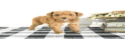 Toy Poodle dogs for sale: Silas - Ad 1