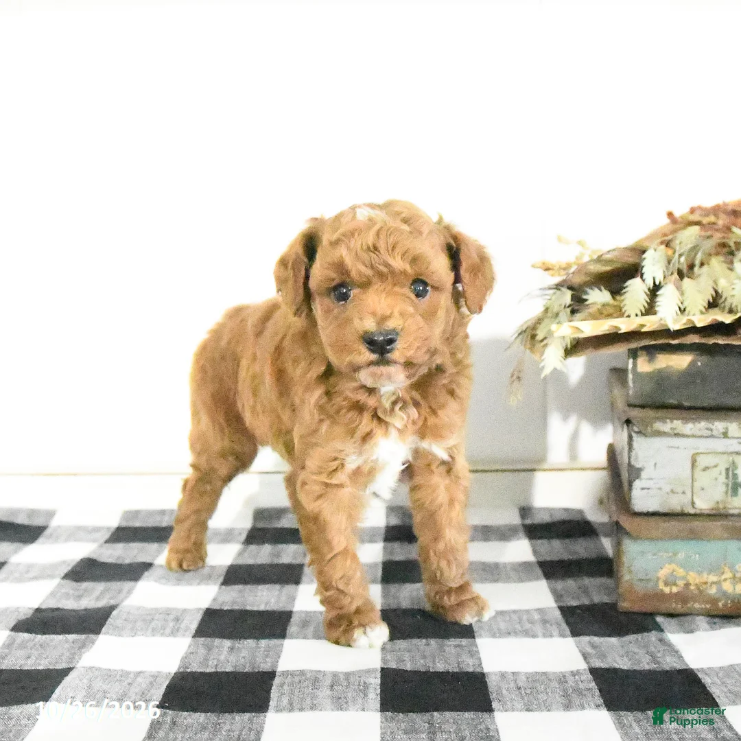 Toy Poodle dogs for sale: Silas - Ad 1