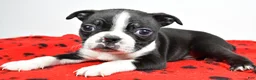 Boston Terrier dogs for sale: Piper - Ad 9