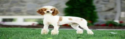 Mini Goldendoodle dogs for sale: Annabelle - Mini F1BB - Ad 8