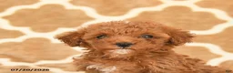 Toy Poodle dogs for sale: Tiny - Ad 5