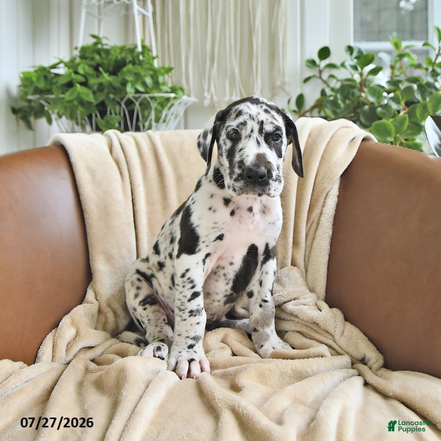 Great Dane dogs Beau - Ad 2